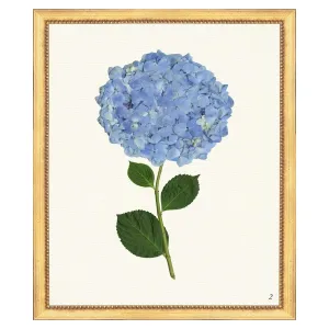Blue Hydrangea II