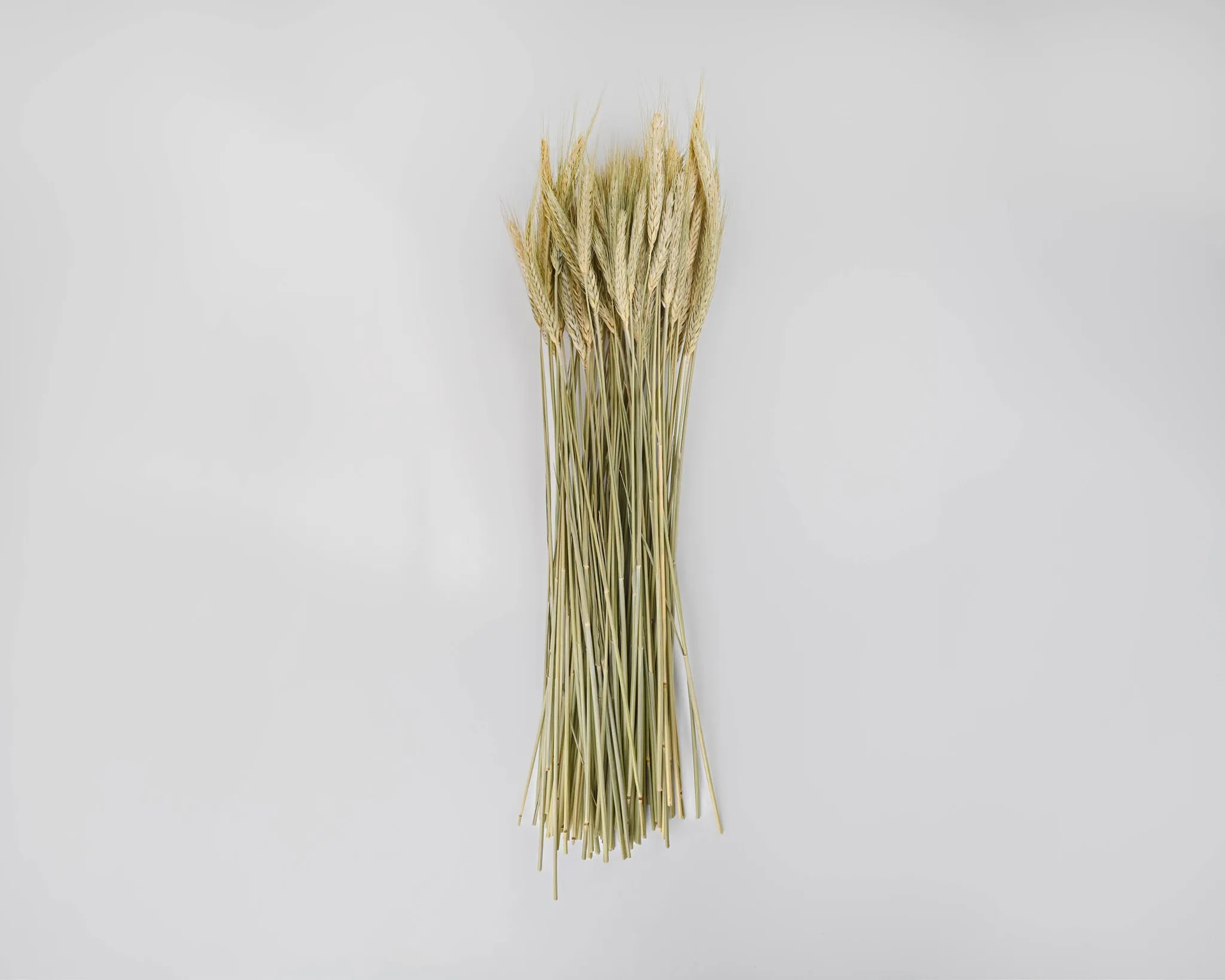 Green Bearded Wheat Bundle